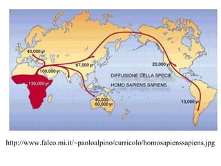 http://www.falco.mi.it/~paoloalpino/curricolo/homosapienssapiens.jpg 