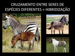 CRUZAMENTO ENTRE SERES DE
ESPÉCIES DIFERENTES = HIBRIDIZAÇÃO
 