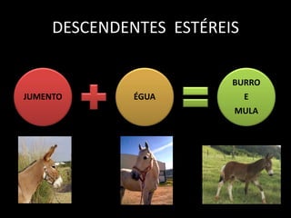 DESCENDENTES ESTÉREIS

                         BURRO
JUMENTO       ÉGUA           E
                         MULA
 