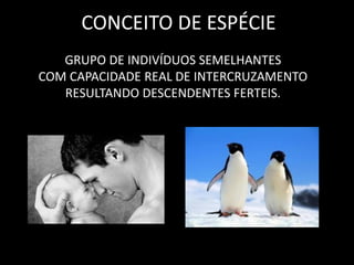 CONCEITO DE ESPÉCIE
   GRUPO DE INDIVÍDUOS SEMELHANTES
COM CAPACIDADE REAL DE INTERCRUZAMENTO
   RESULTANDO DESCENDENTES FERTEIS.
 