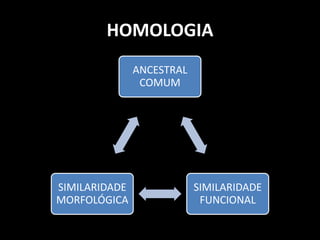 HOMOLOGIA
               ANCESTRAL
                COMUM




SIMILARIDADE               SIMILARIDADE
MORFOLÓGICA                 FUNCIONAL
 