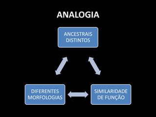 ANALOGIA
              ANCESTRAIS
               DISTINTOS




 DIFERENTES                SIMILARIDADE
MORFOLOGIAS                 DE FUNÇÃO
 