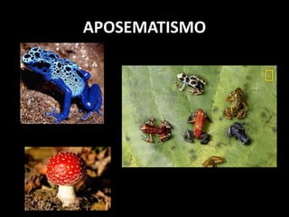 APOSEMATISMO
 