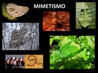 MIMETISMO
 