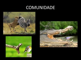 COMUNIDADE
 