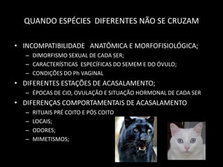 QUANDO ESPÉCIES DIFERENTES NÃO SE CRUZAM

• INCOMPATIBILIDADE ANATÔMICA E MORFOFISIOLÓGICA;
   – DIMORFISMO SEXUAL DE CADA SER;
   – CARACTERÍSTICAS ESPECÍFICAS DO SEMEM E DO ÓVULO;
   – CONDIÇÕES DO Ph VAGINAL
• DIFERENTES ESTAÇÕES DE ACASALAMENTO;
   – ÉPOCAS DE CIO, OVULAÇÃO E SITUAÇÃO HORMONAL DE CADA SER
• DIFERENÇAS COMPORTAMENTAIS DE ACASALAMENTO
   –   RITUAIS PRÉ COITO E PÓS COITO
   –   LOCAIS;
   –   ODORES;
   –   MIMETISMOS;
 