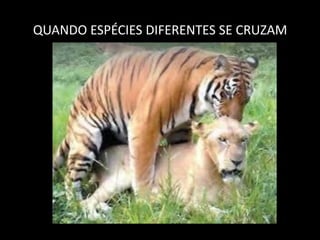 QUANDO ESPÉCIES DIFERENTES SE CRUZAM
 