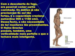 Com a descoberta do fogo,
era possível comer carne
cozinhada. Os dentes já não
precisavam de ser tão
fortes, e a capacidade craniana
aumentou: 900 a 1100 cm3.
Desse facto, a não necessidade
de ter maxilares tão proeminentes.
O Homo Erectus
possuia, também, uma
verticalidade mais perfeita o que o
tornava mais inteligente.
 