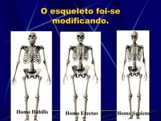 O esqueleto foi-se
modificando.
Homo Habilis Homo Erectus Homo Sapiens
 