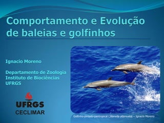 Ignacio Moreno

Departamento de Zoologia
Instituto de Biociências
UFRGS




                           Golfinho-pintado-pantropical (Stenella attenuata) – Ignacio Moreno
 