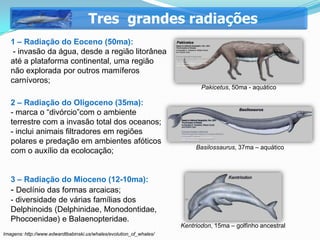 Tres grandes radiações
   1 – Radiação do Eoceno (50ma):
    - invasão da água, desde a região litorânea
   até a plataforma continental, uma região
   não explorada por outros mamíferos
   carnívoros;
                                                                            Pakicetus, 50ma - aquático

   2 – Radiação do Oligoceno (35ma):
   - marca o “divórcio”com o ambiente
   terrestre com a invasão total dos oceanos;
   - inclui animais filtradores em regiões
   polares e predação em ambientes afóticos
                                                                          Basilossaurus, 37ma – aquático
   com o auxílio da ecolocação;


   3 – Radiação do Mioceno (12-10ma):
   - Declínio das formas arcaicas;
   - diversidade de várias famílias dos
   Delphinoids (Delphinidae, Monodontidae,
   Phocoenidae) e Balaenopteridae.
                                                                     Kentriodon, 15ma – golfinho ancestral
Imagens: http://www.edwardtbabinski.us/whales/evolution_of_whales/
 