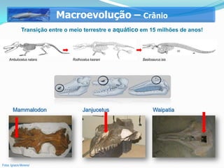 Macroevolução – Crânio
               Transição entre o meio terrestre e aquático em 15 milhões de anos!




     Ambulocetus natans          Rodhocetus kasrani        Basilosaurus isis




        Mammalodon                     Janjucetus                 Waipatia




Fotos: Ignacio Moreno/
 