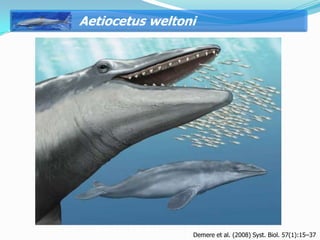 Aetiocetus weltoni




                 Demere et al. (2008) Syst. Biol. 57(1):15–37
 