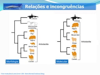 Relações e incongruências




                                                                                               Artiodactila
                                                                    Artiodactila




         Morfologia                                                                Molecular



Fonte: Annalisa Berta & James Sumich 2006 – Marine Mammals Evolutionary Biology
 