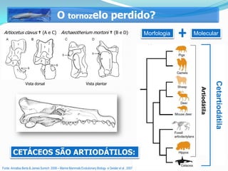O tornozelo perdido?
 Artiocetus clavus † (A e C)                  Archaeotherium mortoni † (B e D)                           Morfologia   Molecular




                                                                                                                                      Cetartiodátila
                  Vista dorsal                                   Vista plantar




                                                                                                                        Artiodátila
        CETÁCEOS SÃO ARTIODÁTILOS:
Fonte: Annalisa Berta & James Sumich 2006 – Marine Mammals Evolutionary Biology e Geisler et al . 2007
 