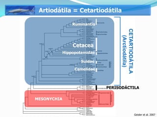 Artiodátila = Cetartiodátila

                    Ruminantia




                                       CETARTIODÁTILA
                                         (Arctiodátila)
                
                    Cetacea
             Hippopotamidae

                       Suidae

                    Camelidae



                                 PERISODÁCTILA

MESONYCHIA


                                                          Geisler et al. 2007
 