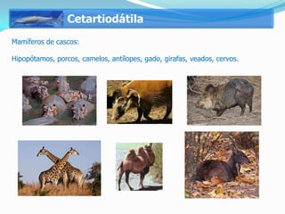 Cetartiodátila
Mamíferos de cascos:

Hipopótamos, porcos, camelos, antílopes, gado, girafas, veados, cervos.
 