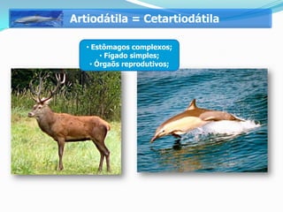 Artiodátila = Cetartiodátila

   • Estômagos complexos;
       • Fígado simples;
    • Órgaõs reprodutivos;
 
