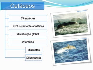 Cetáceos
      89 espécies

exclusivamente aquáticos

   distribuição global

       2 famílias

            Misticetos

          Odontocetos
 