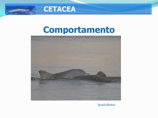 CETACEA


Comportamento




          Ignacio Moreno
 
