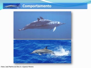 Comportamento




Fotos: José Martins da Silva Jr. e Ignacio Moreno
 