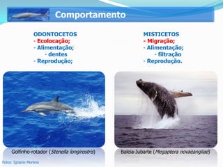 Comportamento

                 ODONTOCETOS                             MISTICETOS
                 - Ecolocação;                           - Migração;
                 - Alimentação;                          - Alimentação;
                      - dentes                                - filtração
                 - Reprodução;                           - Reprodução.




     Golfinho-rotador (Stenella longirostris)   Baleia-Jubarte (Megaptera novaeangliae)

Fotos: Ignacio Moreno
 