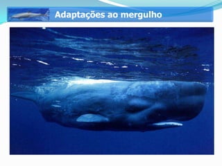 Adaptações ao mergulho
 