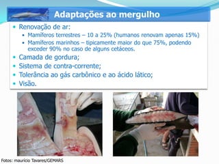 Adaptações ao mergulho
      Renovação de ar:
          Mamíferos terrestres – 10 a 25% (humanos renovam apenas 15%)
          Mamíferos marinhos – tipicamente maior do que 75%, podendo
            exceder 90% no caso de alguns cetáceos.
        Camada de gordura;
        Sistema de contra-corrente;
        Tolerância ao gás carbônico e ao ácido lático;
        Visão.




Fotos: maurício Tavares/GEMARS
 