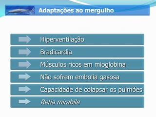 Adaptações ao mergulho



Hiperventilação
Bradicardia
Músculos ricos em mioglobina
Não sofrem embolia gasosa
Capacidade de colapsar os pulmões
Retia mirabile
 