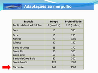 Adaptações ao mergulho


           Espécie              Tempo       Profundidade
Pacific white-sided dolphin   5 (minutos)    210 (metros)

Boto                              10            535

Orca                              15             250
Narwall                           20            1000
Jubarte                           20             150

Baleia cinzenta                   25             170
Baleia Fin                        30             500
Baleia azul                       50             100
Baleia-da-Groelândia              80             300
Baleia-bicuda                    120            1000

Cachalote                        140            3000
 