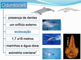 Odontoceti

  presença de dentes




                         Ignacio Moreno/GEMARS
   um orifício externo

      ecolocação




                         Ignacio Moreno/GEMARS
    1,7 a18 metros

 marinhos e água doce



                         Ignacio Moreno/GEMARS
  asimetria craniana*
 