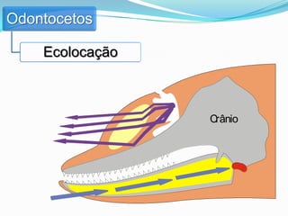 Odontocetos

    Ecolocação



                 Crânio
 