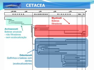 CETACEA

                              Mysticeti
                              Baleias
                              filtradoras

Archaeoceti
Baleias arcaicas
- não filtradoras
- sem ecolocalização




              Odontoceti
  Golfinhos e baleias com
                    dentes
        (ecolocalizadores)
 