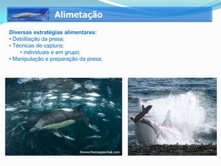 Alimetação
Diversas estratégias alimentares:
• Debilitação da presa;
• Técnicas de captura;
    • individuais e em grupo;
• Manipulação e preparação da presa;
 
