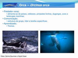 Orca – Orcinus orca
  • Predador voraz;
        • alimenta-se de peixes, cetáceos, pinípedes lontras, dugongos, aves e
        tartarugas marinhas;
  • Comunicação;
        • estrutura de grupo, líder e tarefas específicas;
  • Aprendizado;
        • Treinos.




Fotos: Dennis Buurman e Ingrid Visser
 