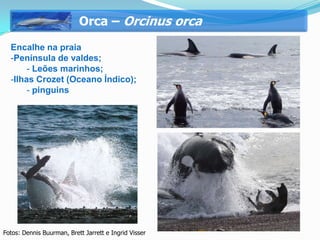 Orca – Orcinus orca
  Encalhe na praia
  -Península de valdes;
       - Leões marinhos;
  -Ilhas Crozet (Oceano Índico);
       - pinguins




Fotos: Dennis Buurman, Brett Jarrett e Ingrid Visser
 