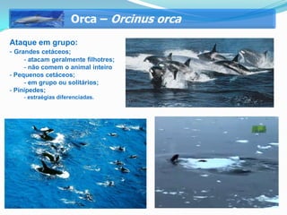 Orca – Orcinus orca
Ataque em grupo:
- Grandes cetáceos;
     - atacam geralmente filhotres;
     - não comem o animal inteiro
- Pequenos cetáceos;
     - em grupo ou solitários;
- Pinípedes;
    - estraégias diferenciadas.
 