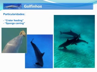 Golfinhos
Particularidades:

- “Crater feeding”
- “Sponge carring”
 