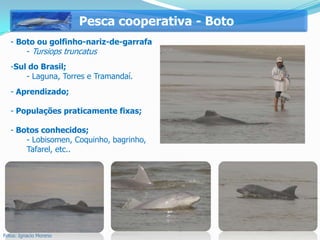 Pesca cooperativa - Boto
   - Boto ou golfinho-nariz-de-garrafa
       - Tursiops truncatus
   -Sul do Brasil;
       - Laguna, Torres e Tramandaí.
   - Aprendizado;

   - Populações praticamente fixas;

   - Botos conhecidos;
       - Lobisomen, Coquinho, bagrinho,
       Tafarel, etc..




Fotos: Ignacio Moreno
 