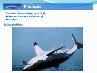 Predação
   - Tubarões (branco, tigre, tintureira)
   - Outros cetáceos (orca, falsa-orca)
   - Urso polar

 Táticas de defesa
 