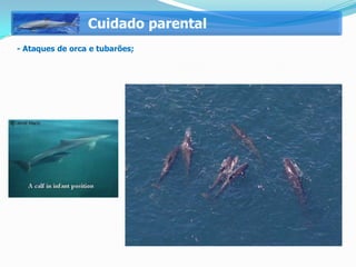 Cuidado parental
   - Ataques de orca e tubarões;
 