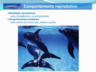 Comportamento reprodutivo
- Estratégias reprodutivas:
    pares monogâmicos e ou promiscuidade;
- Comportamentos complexos
    entre animais do mesmo sexo, adultos e juvenis.
 