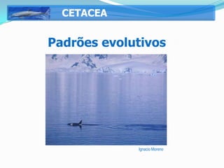 CETACEA


Padrões evolutivos




             Ignacio Moreno
 