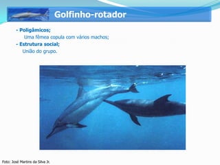 Golfinho-rotador
        - Poligâmicos;
            Uma fêmea copula com vários machos;
        - Estrutura social;
         União do grupo.




Foto: José Martins da Silva Jr.
 