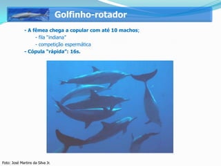 Golfinho-rotador
        -     - A fêmea chega a copular com até 10 machos;
               - - fila “indiana”
               - - competição espermática
        -     - Cópula “rápida”: 16s.




Foto: José Martins da Silva Jr.
 