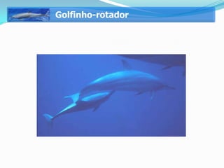 Golfinho-rotador
 