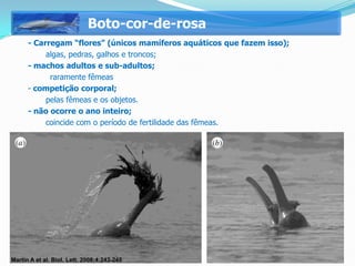 Boto-cor-de-rosa
 -    - Carregam “flores” (únicos mamíferos aquáticos que fazem isso);
           algas, pedras, galhos e troncos;
 -    - machos adultos e sub-adultos;
 -          raramente fêmeas
 -    - competição corporal;
           pelas fêmeas e os objetos.
 -    - não ocorre o ano inteiro;
        - coincide com o período de fertilidade das fêmeas.




Martin A et al. Biol. Lett. 2008;4:243-245
 