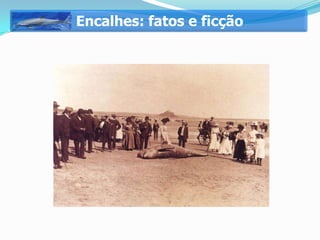 Encalhes: fatos e ficção
 