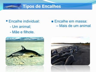 Tipos de Encalhes


 Encalhe individual:      Encalhe em massa:
  - Um animal;               – Mais de um animal.
  - Mãe e filhote.
 