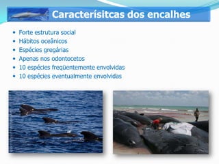 Caracterísitcas dos encalhes
 Forte estrutura social
 Hábitos oceânicos
 Espécies gregárias
 Apenas nos odontocetos
 10 espécies freqüentemente envolvidas
 10 espécies eventualmente envolvidas
 